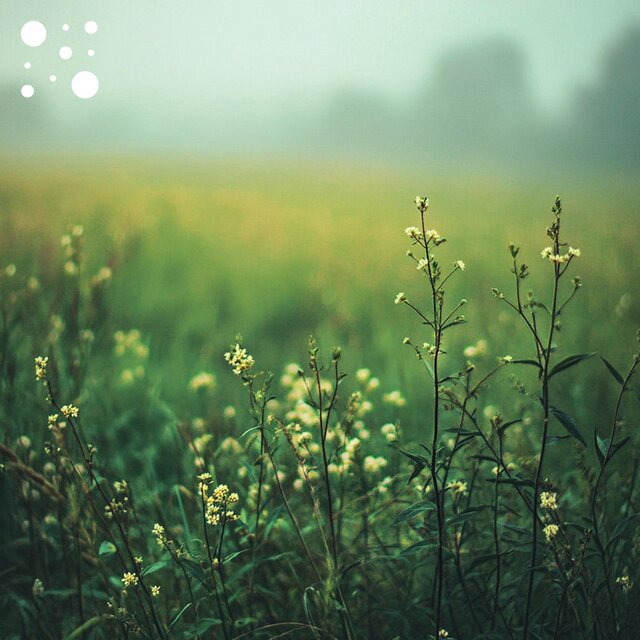 Whispering Meadow Tranquility