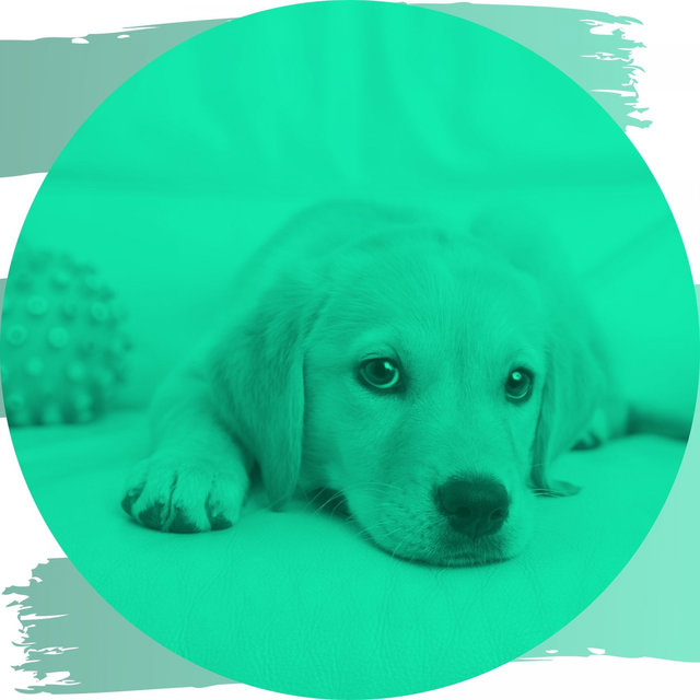 Echoes of Calming Your Dog