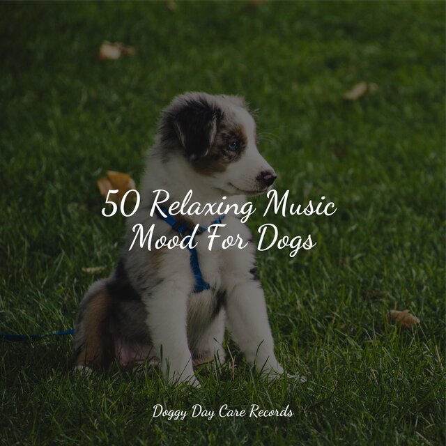 50 Relaxing Music Mood For Dogs
