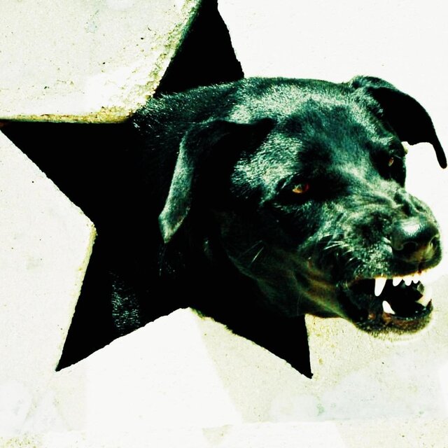 Cover art for album A Dog Without a Bone by Elstyn K