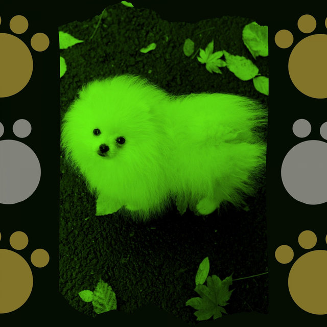 Backdrop for Doggy Stress