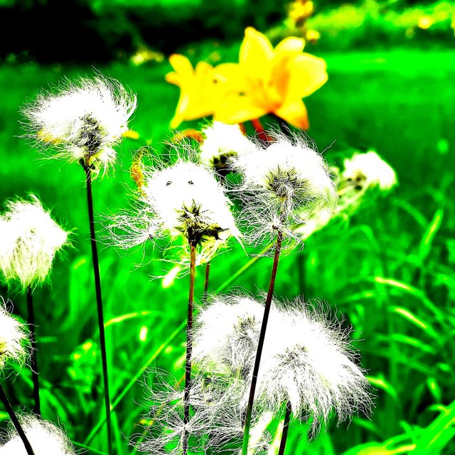 Air Flowers