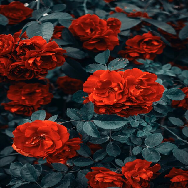 Calming My Heart