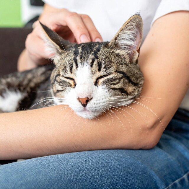 Sonidos Reconfortantes Para Gatos Soñolientos