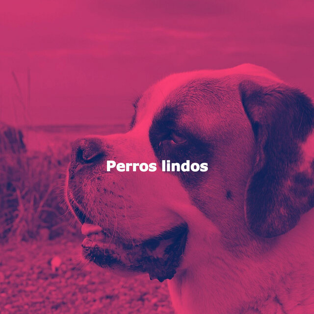 Perros lindos