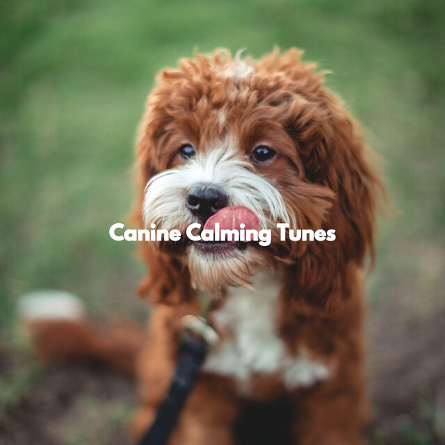 Canine Calming Tunes