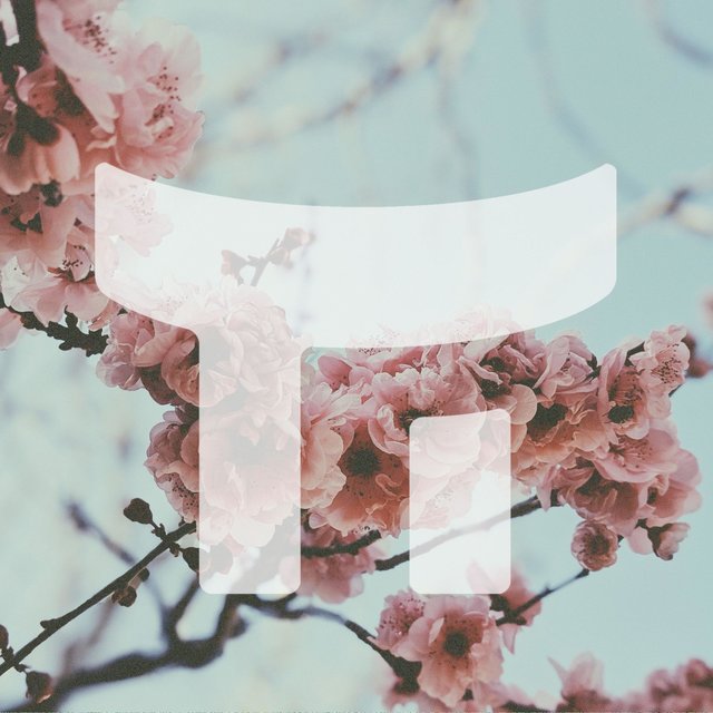 Cherry Blossom