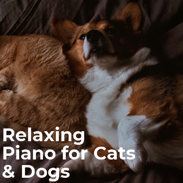 Relaxing Piano for Cats & Dogs
