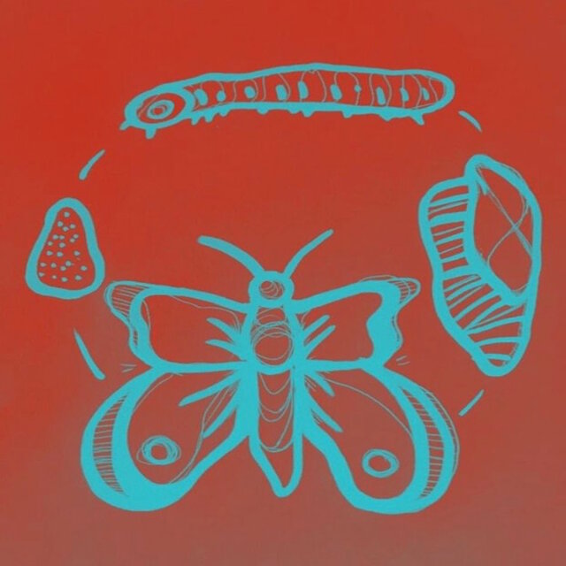 Pupa to Butterfly