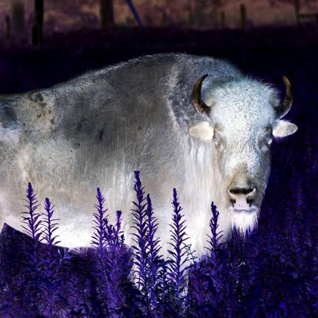TORO