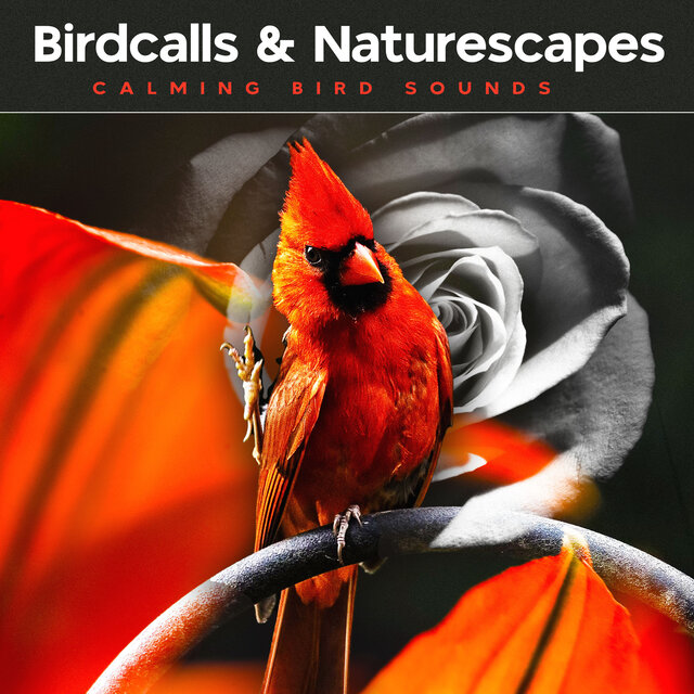 Birdcalls & Naturescapes