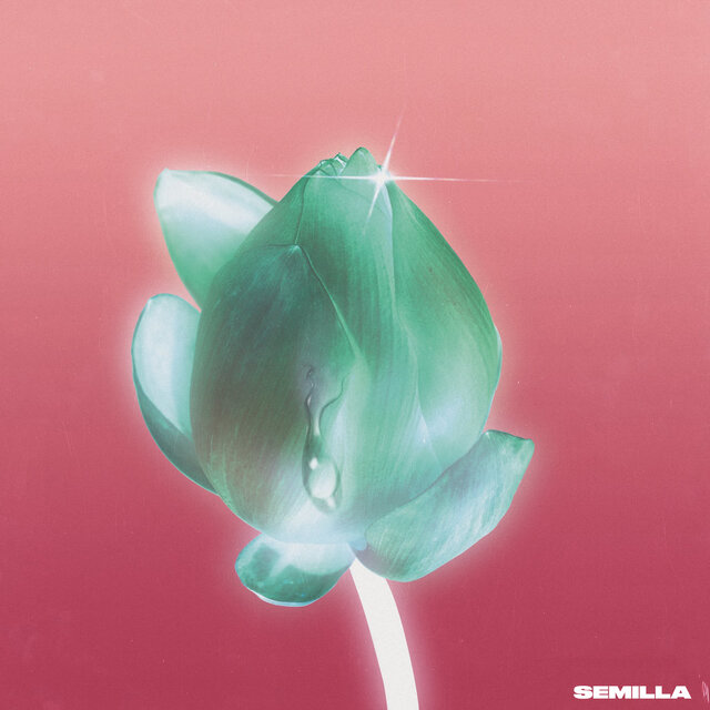 Semilla