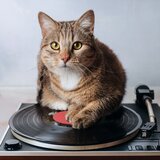 Lofi Rhythms For Purring Comfort