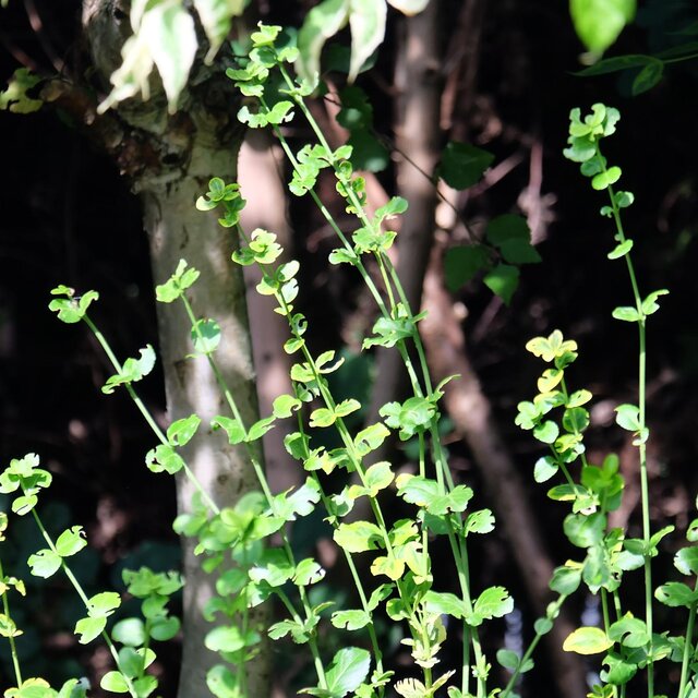 Essential Oils Euphony