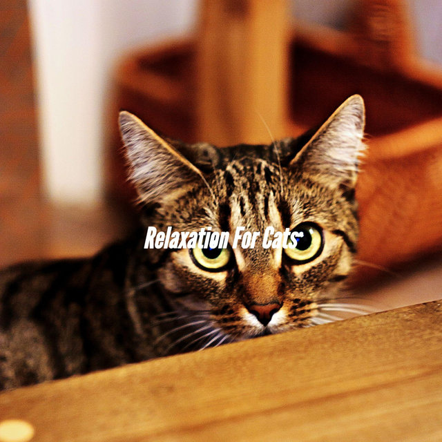 Relaxation For Cats