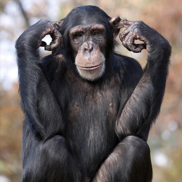 Black Chimpanzees