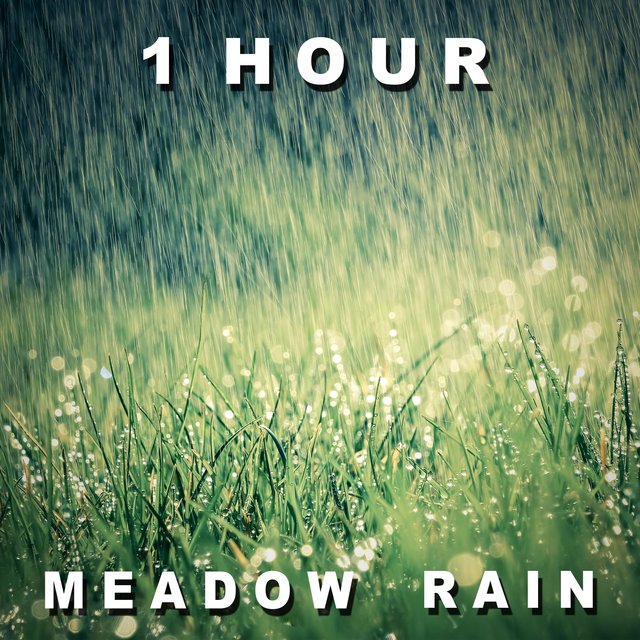 1 Hour of Meadow Rain
