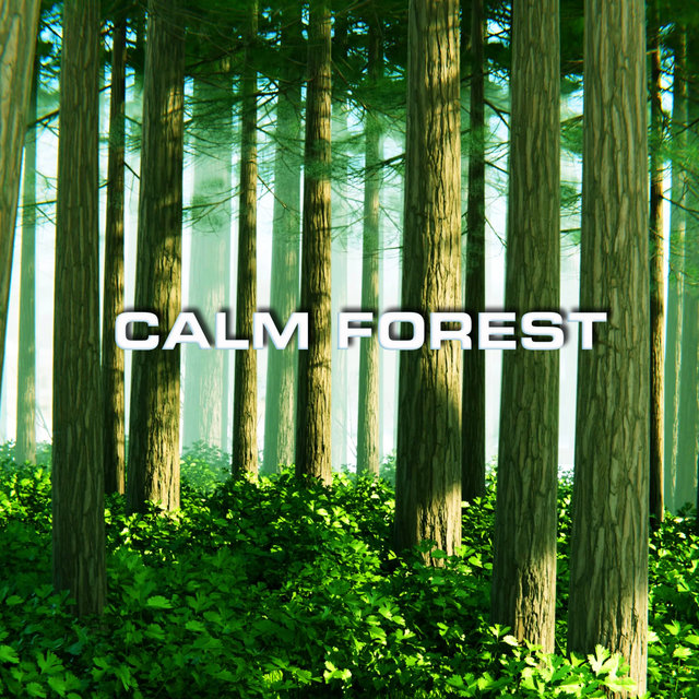 Calm Forest