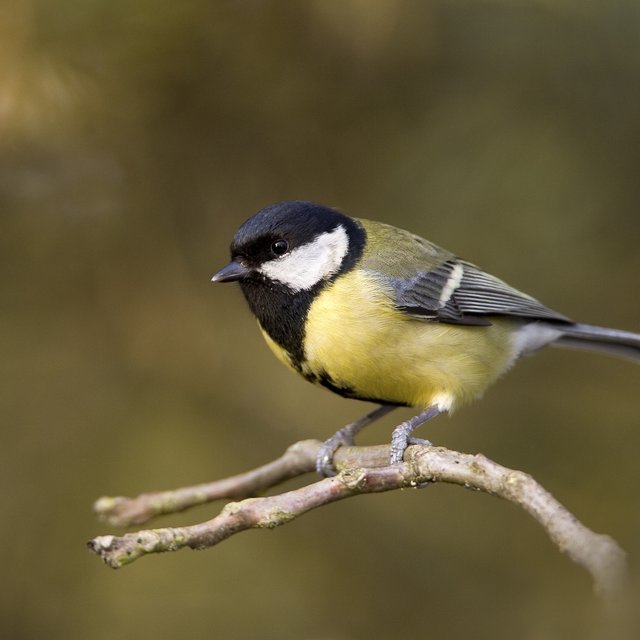 Singing Birds (Loopable): Birds in the Forest
