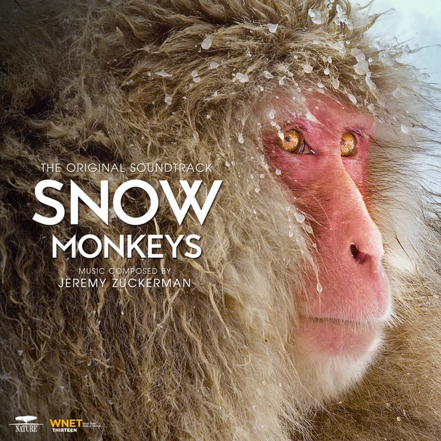 Snow Monkeys (From PBS's 