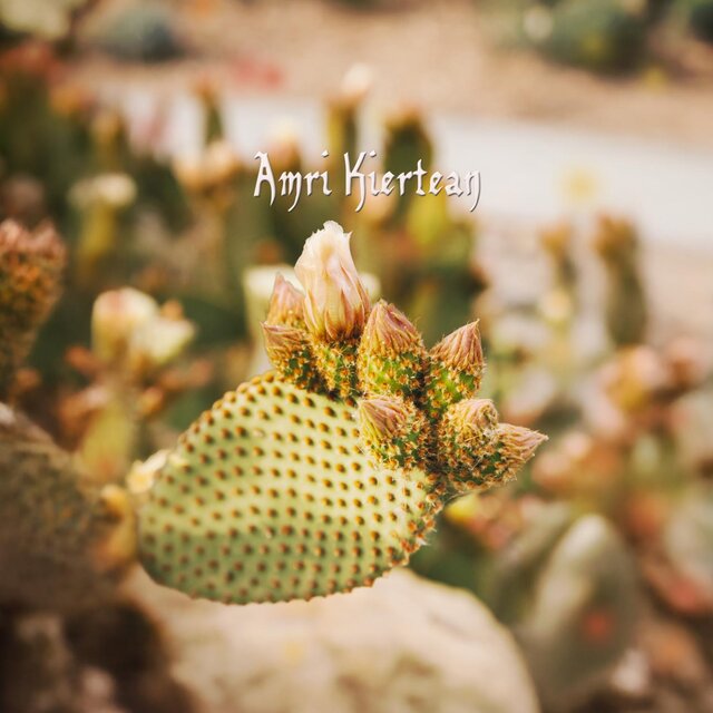 Desert Bloom