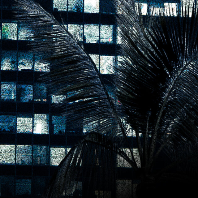 Palm Trees