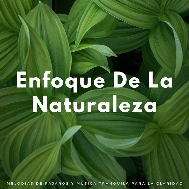 Enfoque De La Naturaleza: Melodías De Pájaros Y Música Tranquila Para La Claridad