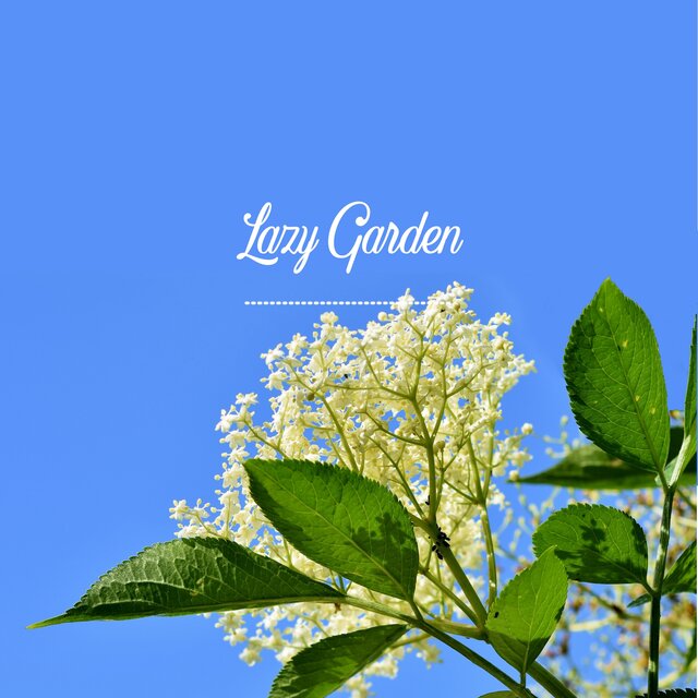 Elderberry