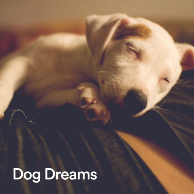 Dog Dreams
