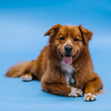 Dogs' Jazz Canine Rhythm