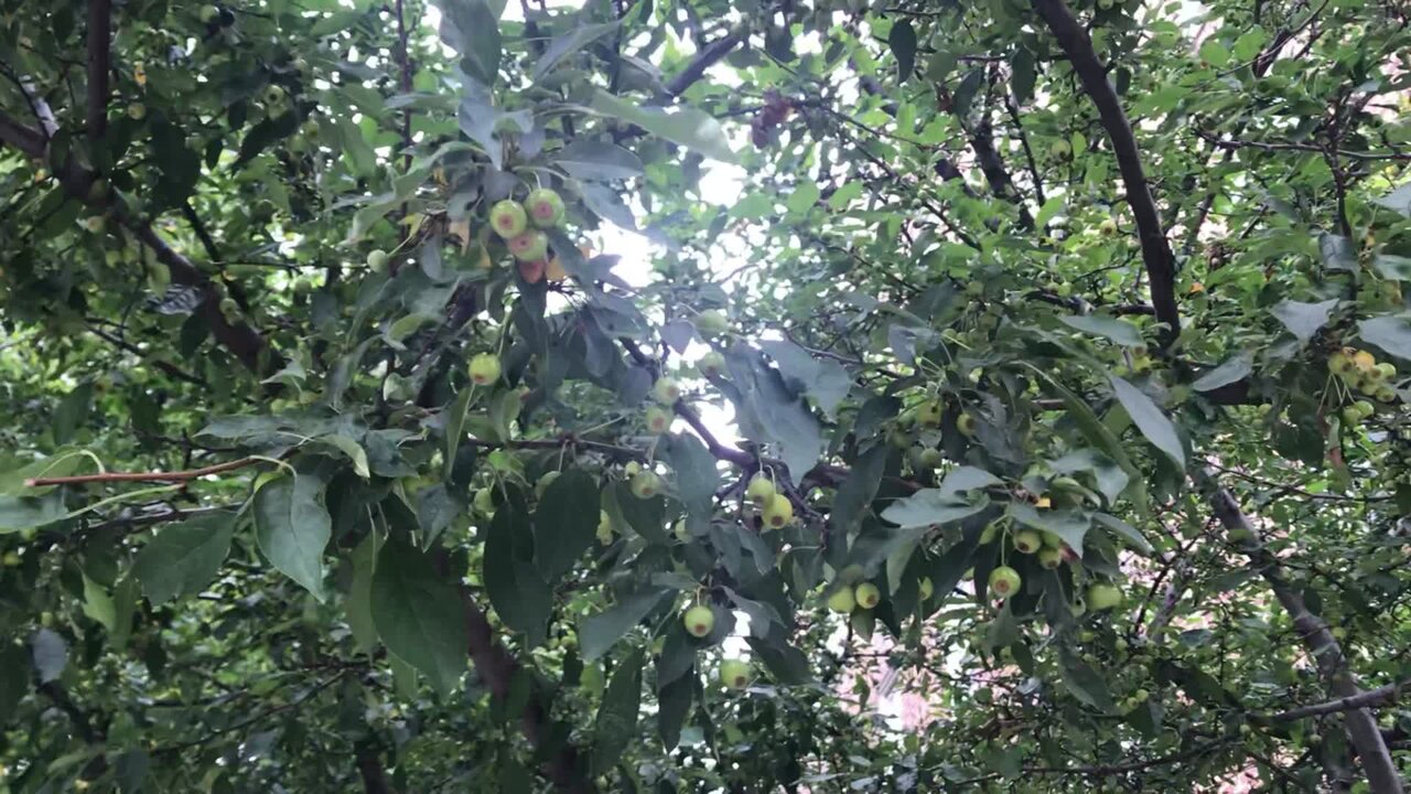 El Nahual 