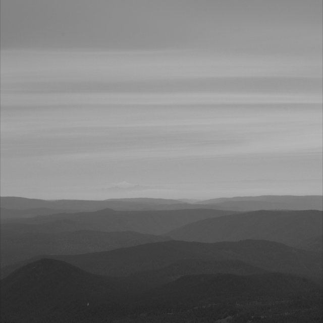 Manzanita
