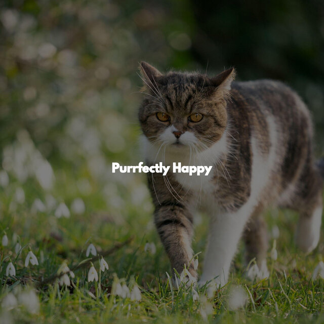 Purrfectly Happy