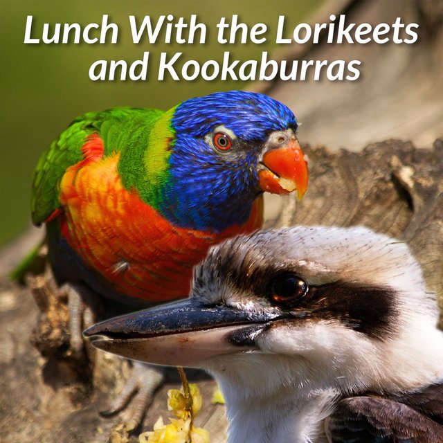 Lunch with the Lorikeets