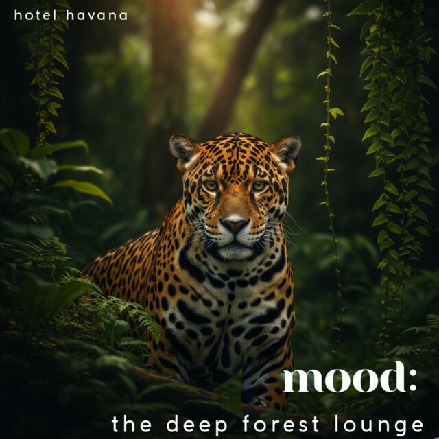 MOOD : The deep forest lounge