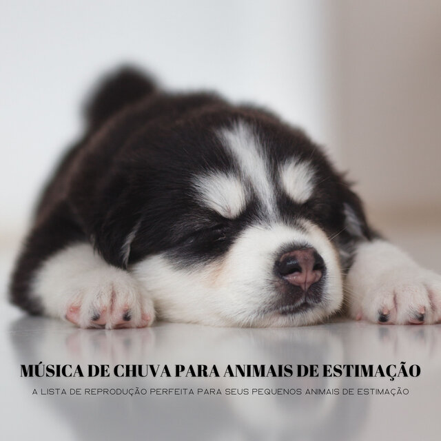Música De Chuva Para Animais De Estimação: A Lista De Reprodução Perfeita Para Seus Pequenos Animais De Estimação