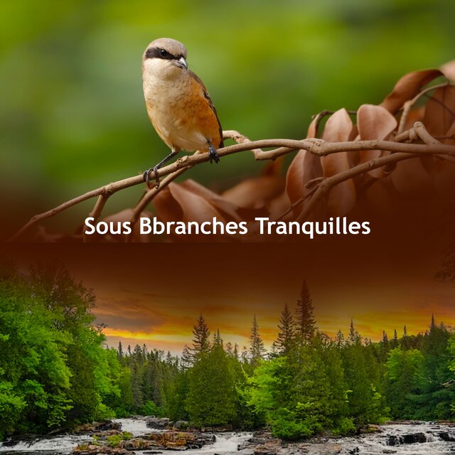 Sous Branches Tranquilles