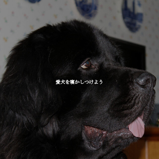 愛犬を寝かしつけよう