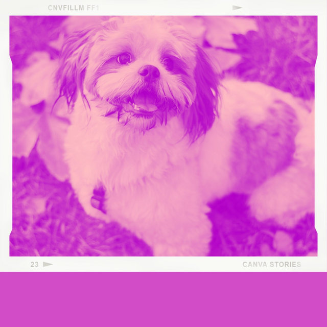 Serene Bossa Quintet - Bgm for Resting Dogs