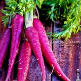 Purple Carrots
