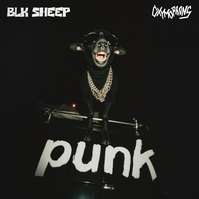 BLK SHEEP