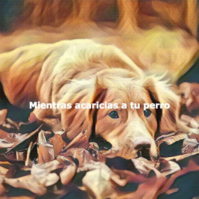 Mientras acaricias a tu perro