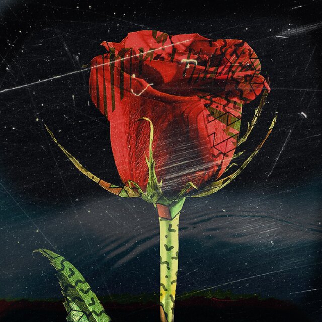 Roses (Cover)