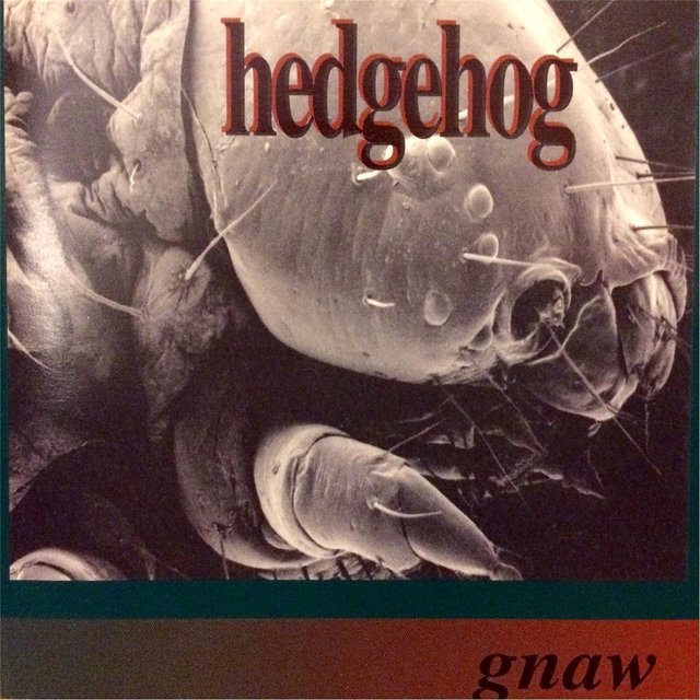 Gnaw