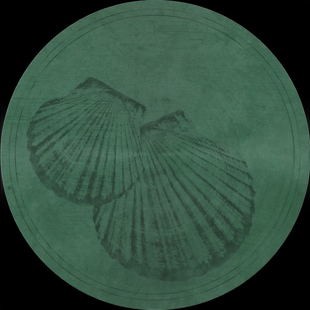 Pecten Gibbus