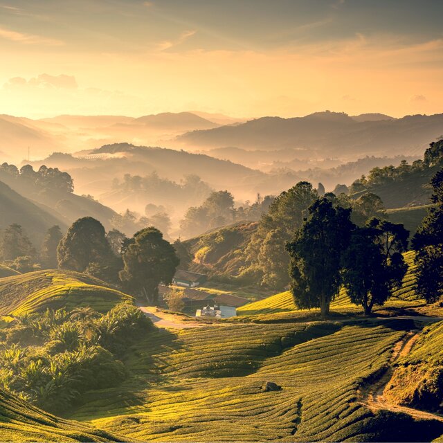 Morning Sun