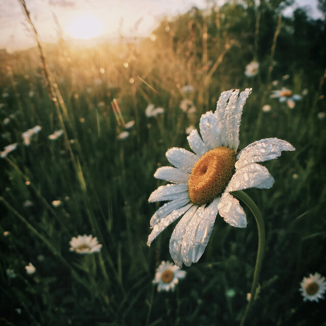 Lofi Morning