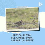 Suaves sonidos de lluvia con los pájaros para un sueño tranquilo