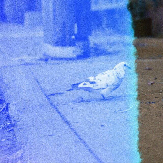 PIGEON