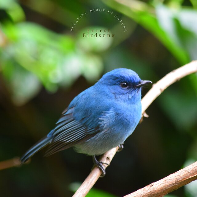 Relaxing Birds in Nature